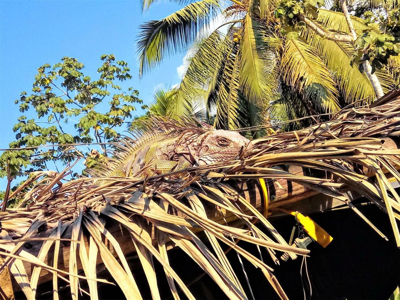 Casa Tuanis, Drake Bay Exterior foto